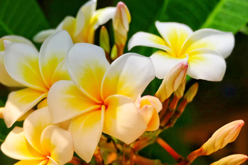 Yellow White Petals Tropical Fragrant Sunlit