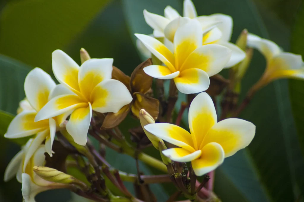 Yellow White Petals Tropical warm Fragrant