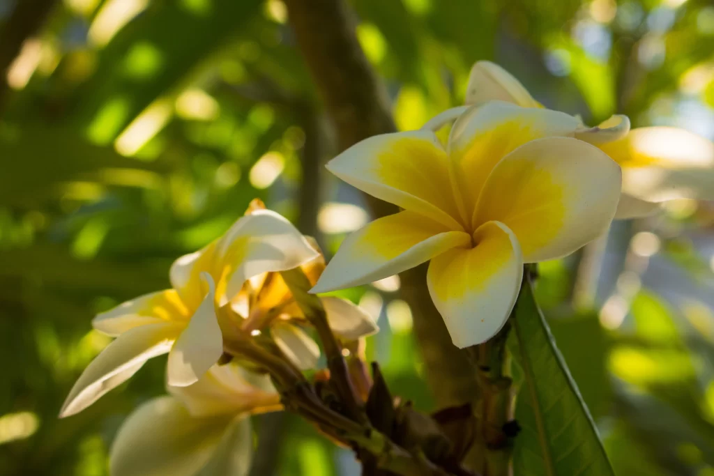 Yellow White Plumeria Petals Sunlight
