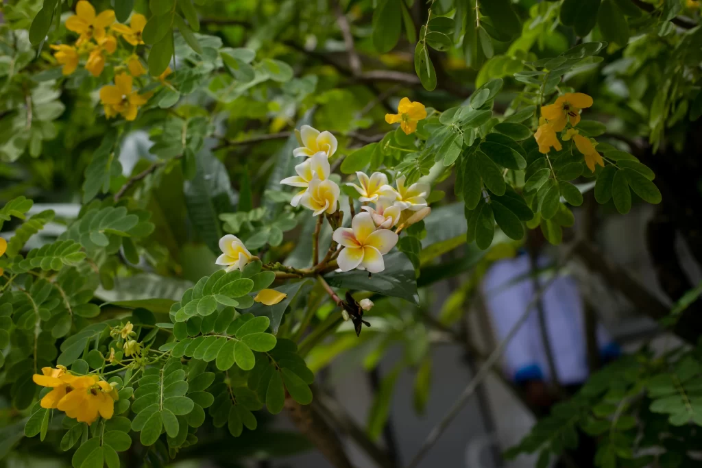 Yellow White Plumeria Petals Green warm Leaves