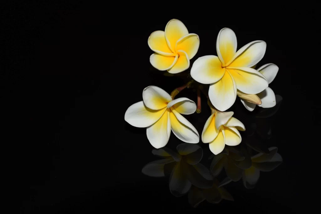 Yellow White Plumeria Petals Reflection Dark Background