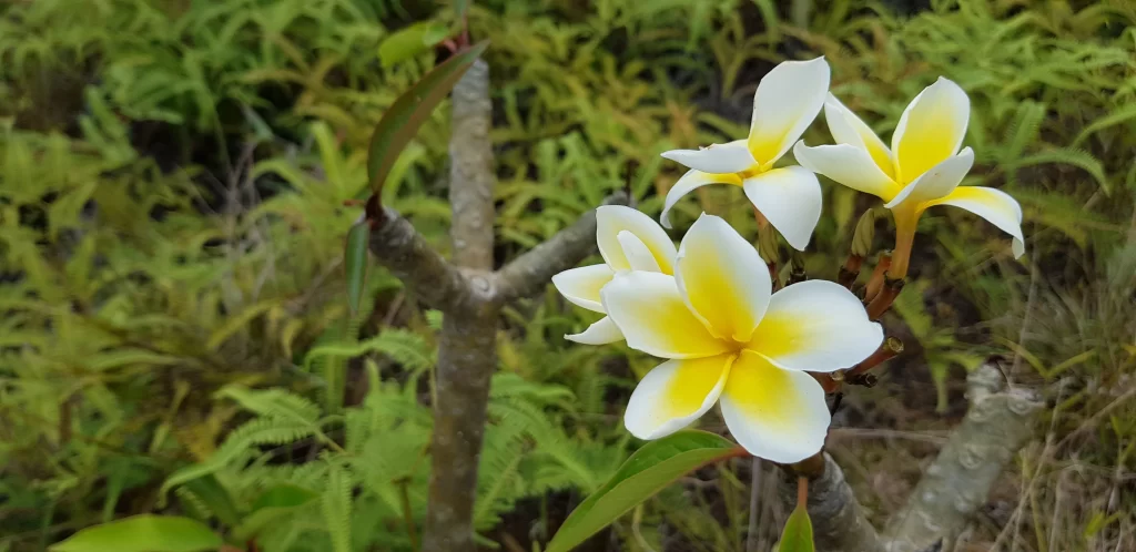 Yellow White Plumeria Petals Nature