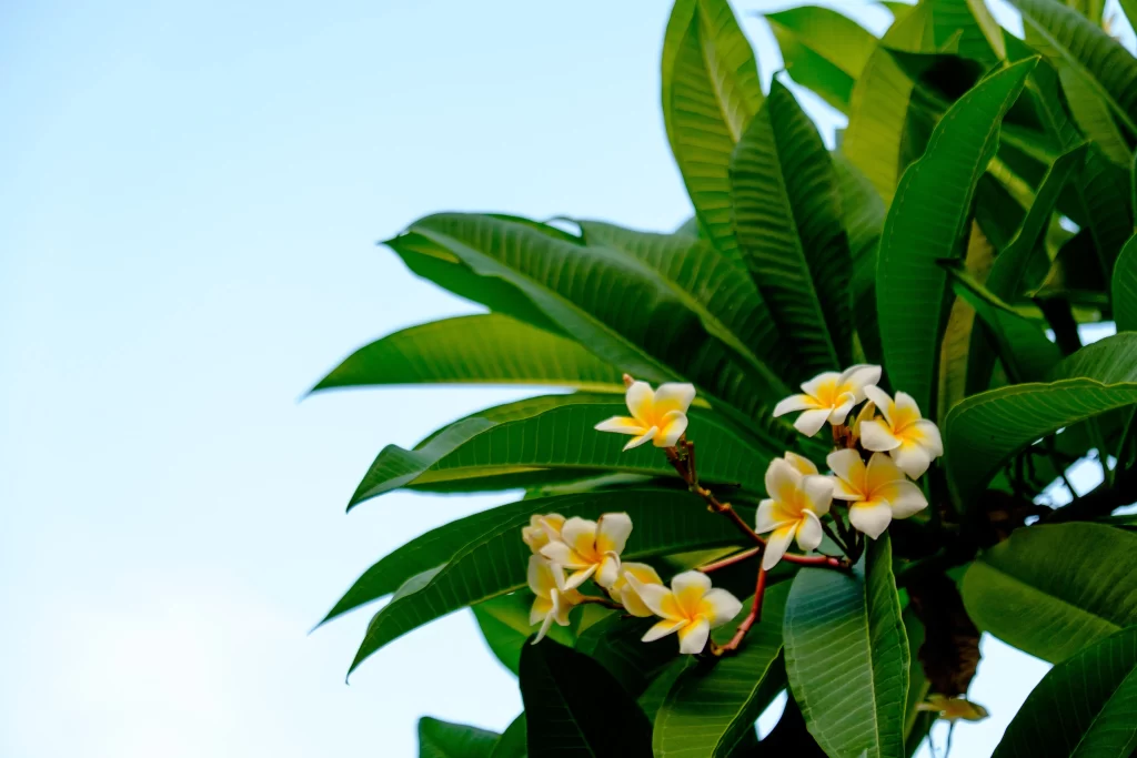 Yellow White Plumeria Petals Green cool Leaves