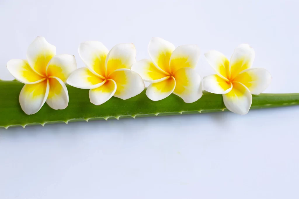 Yellow White Plumeria Petals Green Leaf