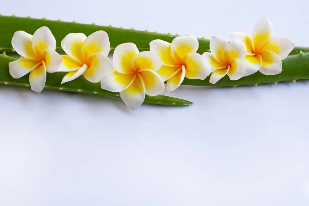 Yellow White Plumeria Petals Green gray Leaves
