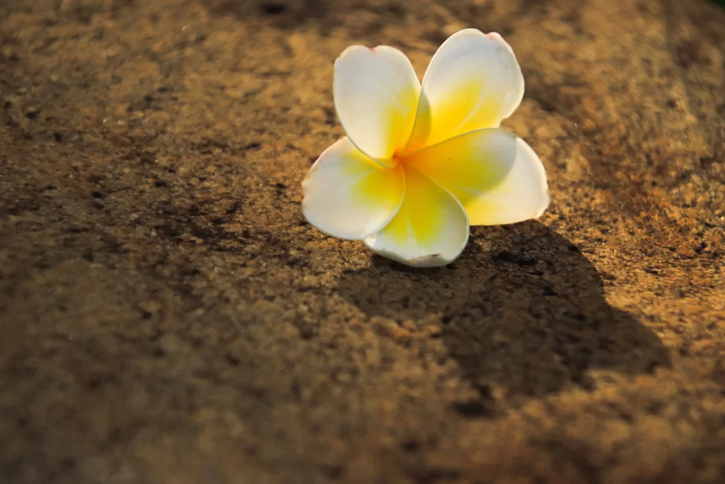 Yellow White Plumeria Petals Sunlight Shadow