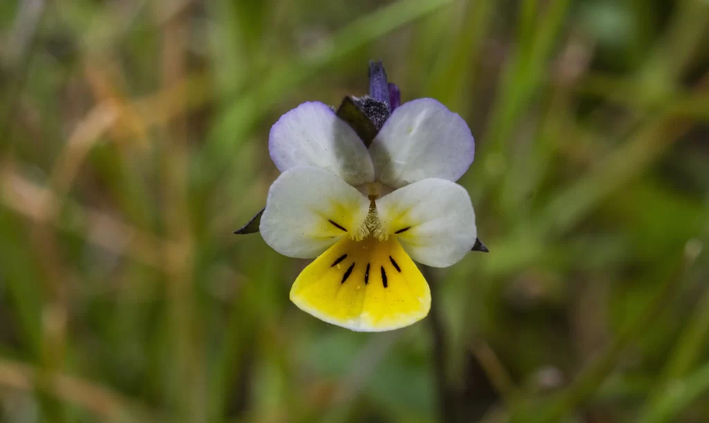 Yellow White Purple Pansy Petals Grass
