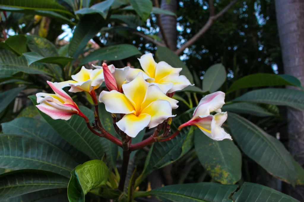 Yellow White Red Petals Tropical Fragrant