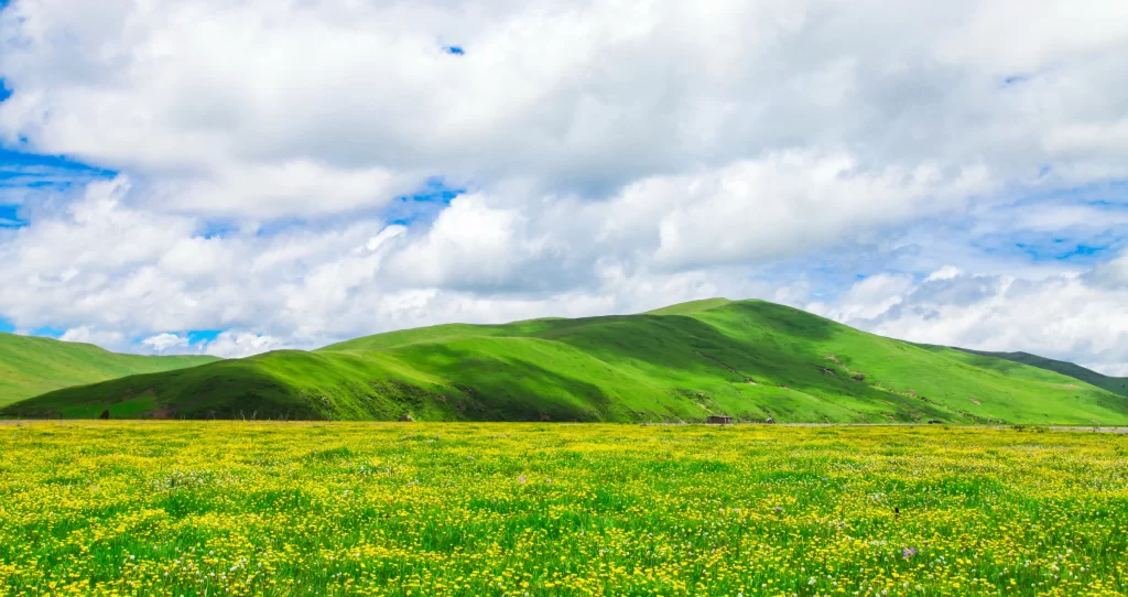 Yellow Wildflower Meadow Green Hills Blue Sky White Clouds