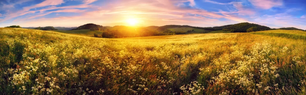 Yellow Wildflower Meadow Sunlight Greenery Hills