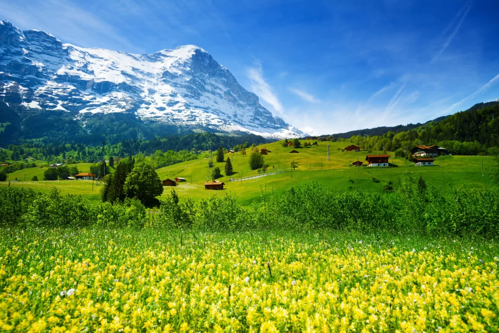 Yellow Wildflower Meadow Blooming Greenery Mountain