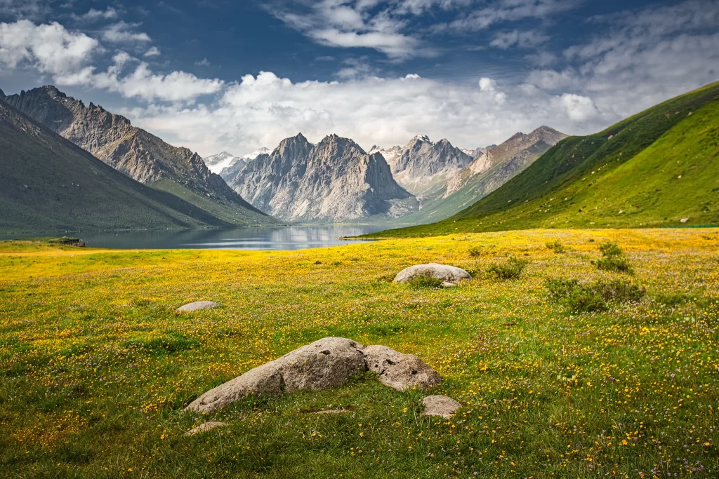 Yellow Wildflower Meadow Greenery Mountain Scenic