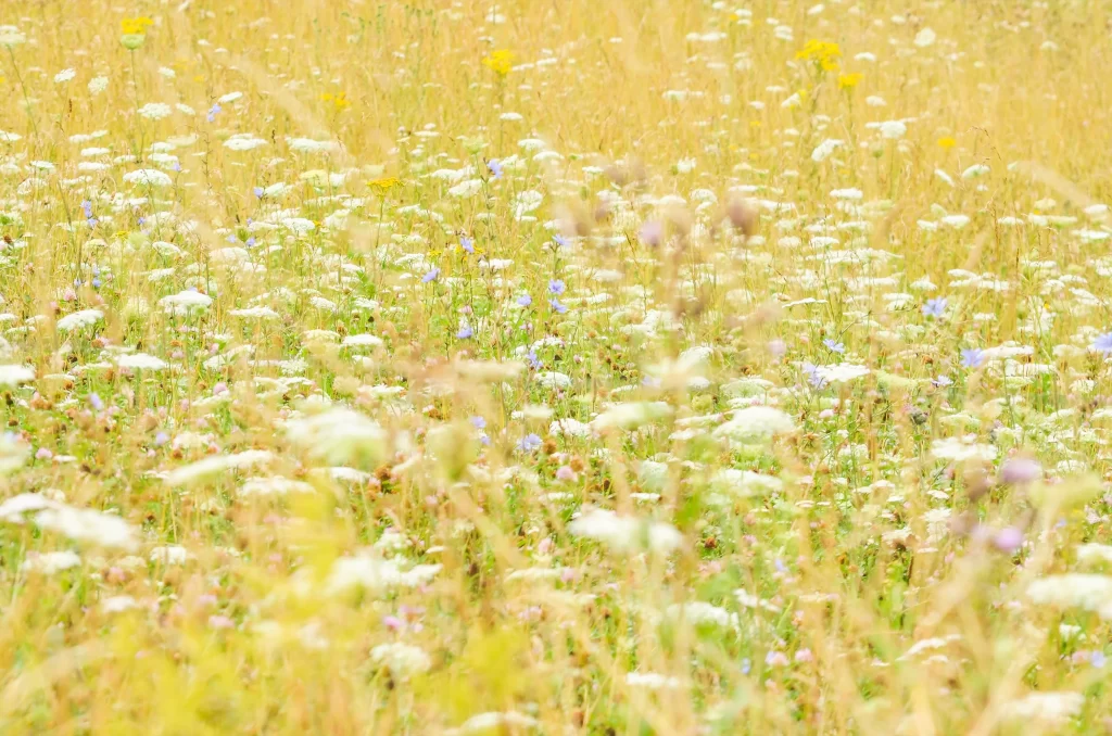 Yellow Wildflowers Blooming Meadow Greenery