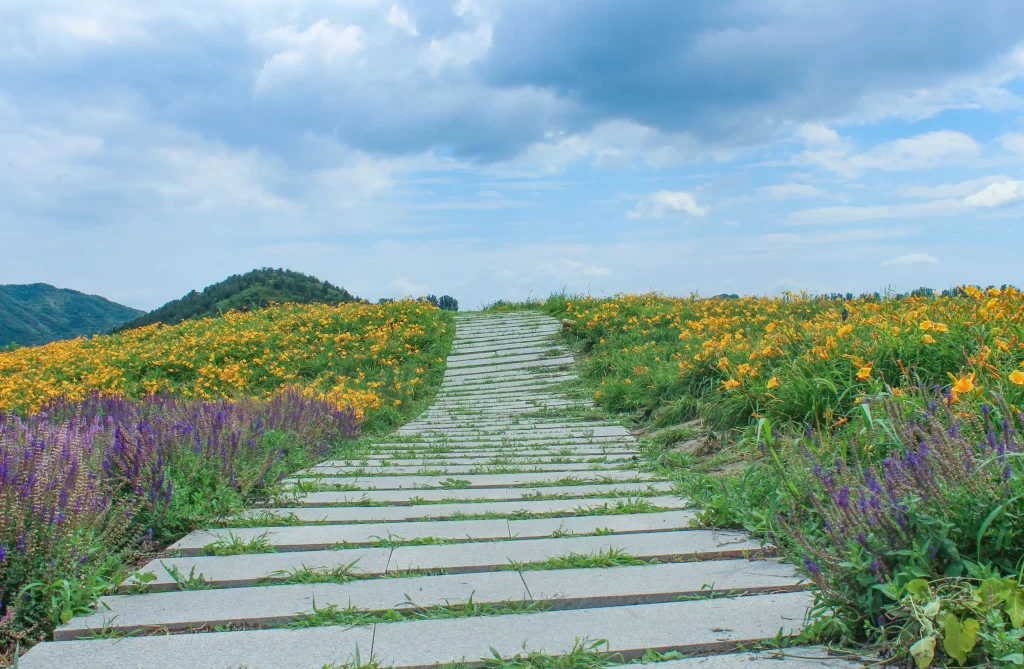 Yellow Wildflowers Purple Blooms Greenery Pathway