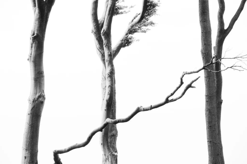 White Line Soft Nature Background