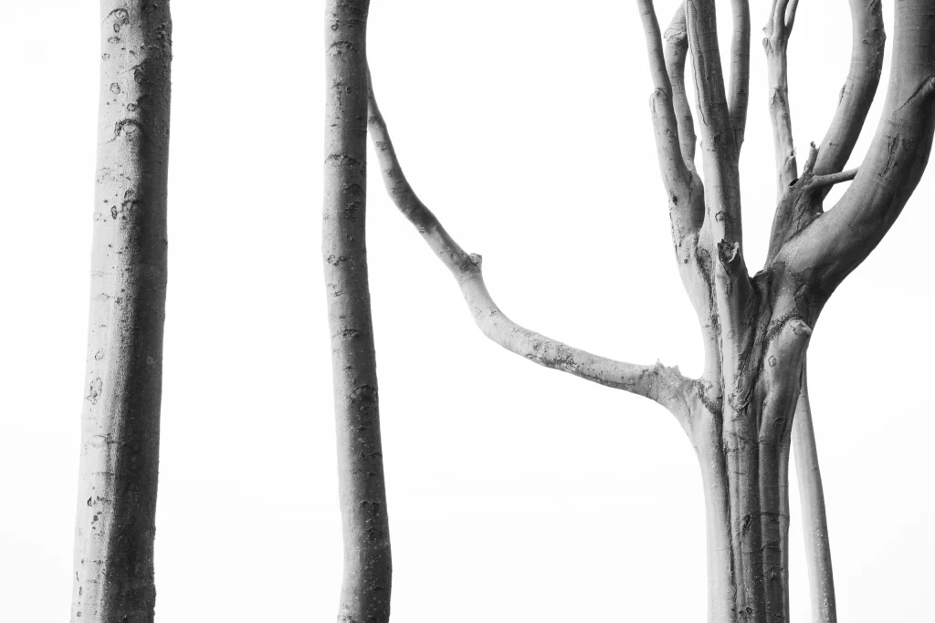 White Glow Line Nature Background