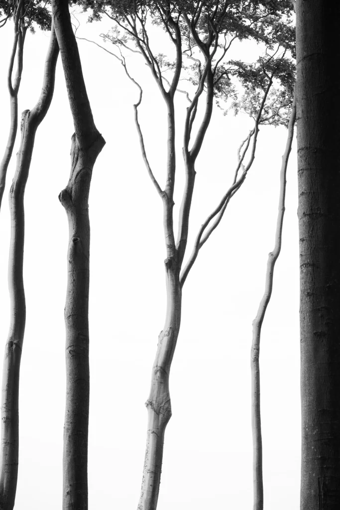 White Bold Line Nature Background