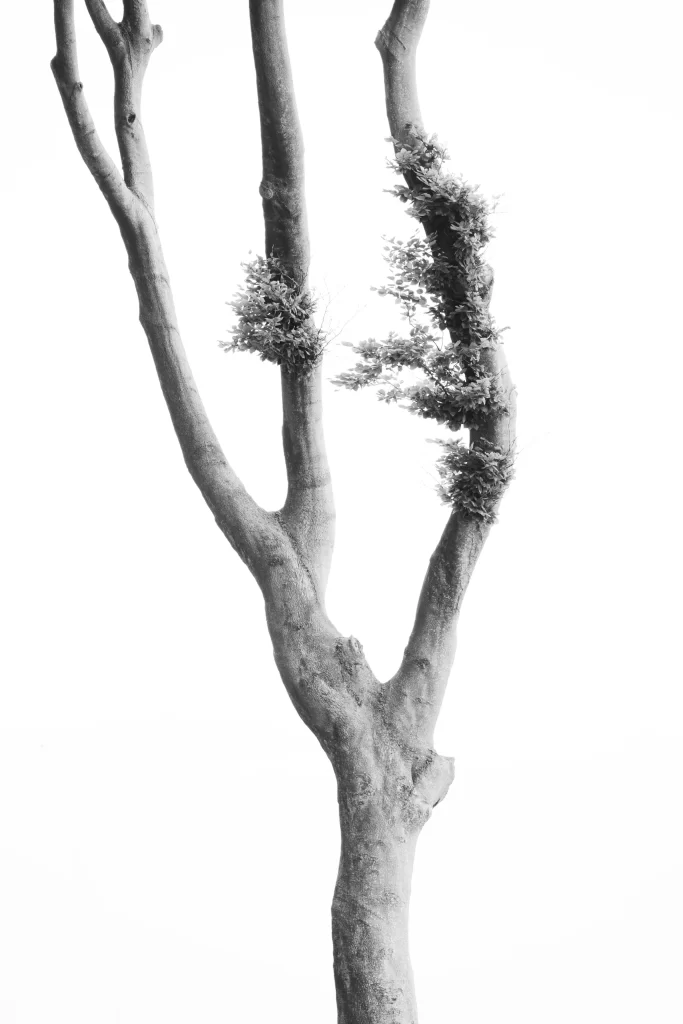 Tree Branches Black And White Photography