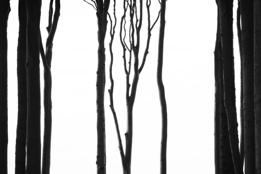 White Line Glow Nature Background
