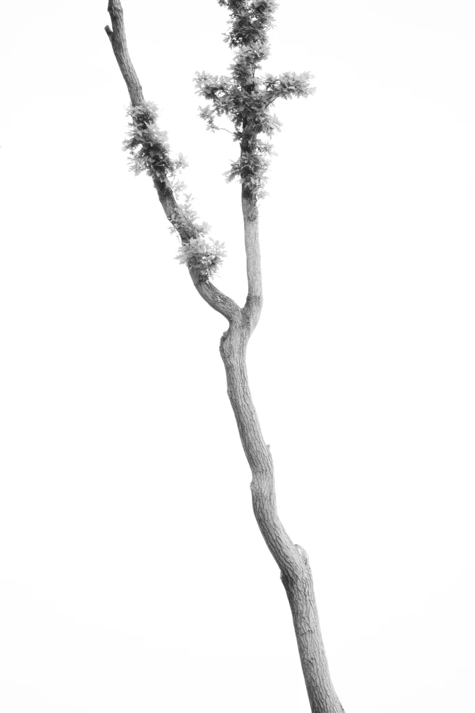 White Soft Line Nature Background