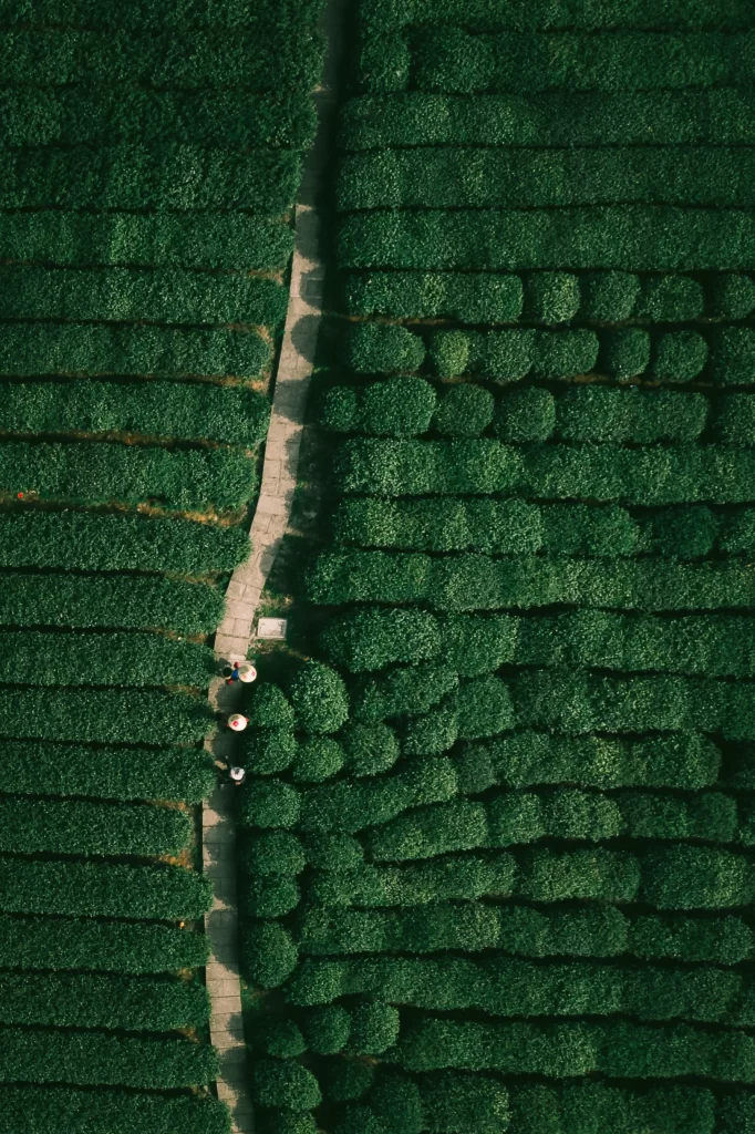 Green Line Background