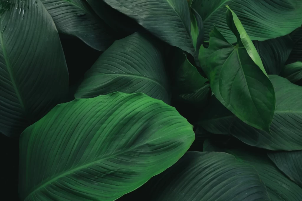 Green Leaf Background