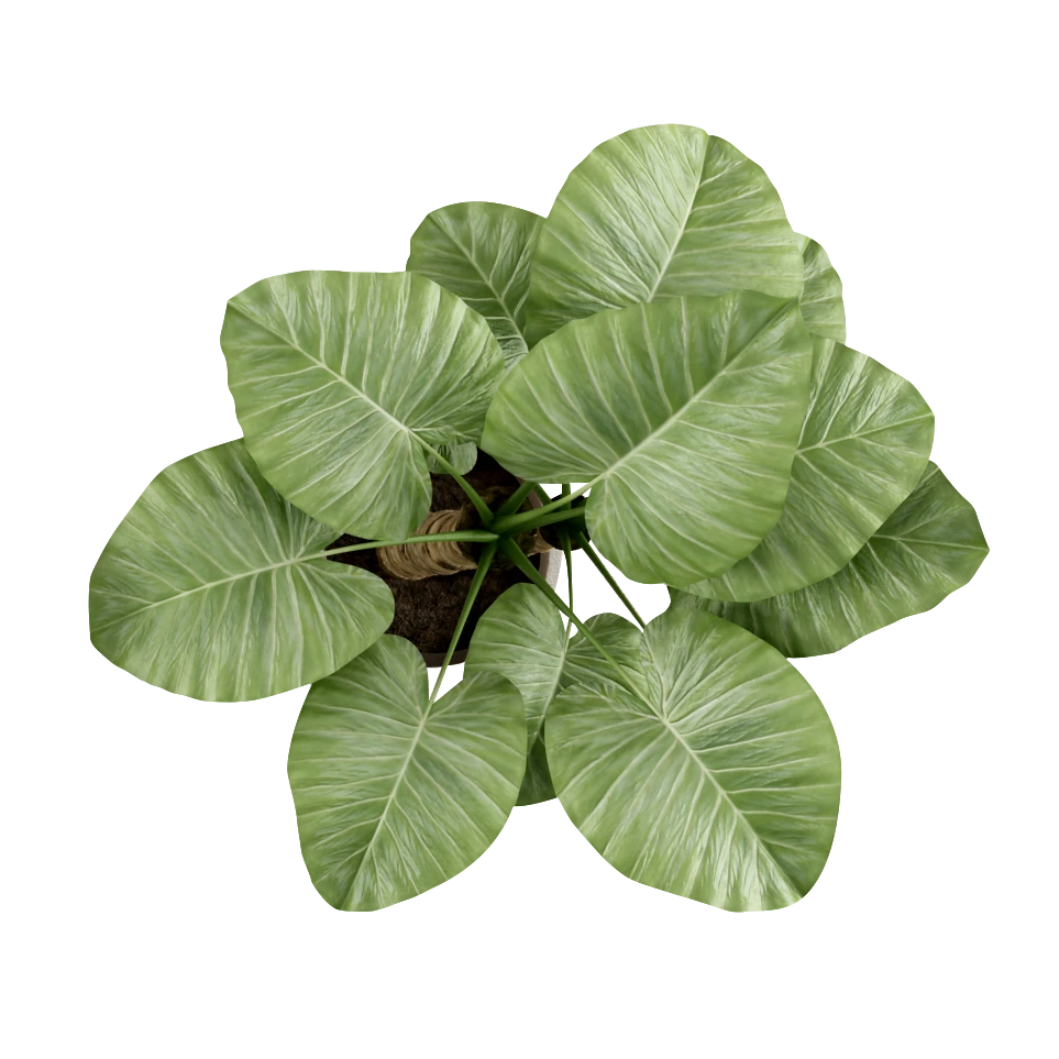 Green Moody Nature Background