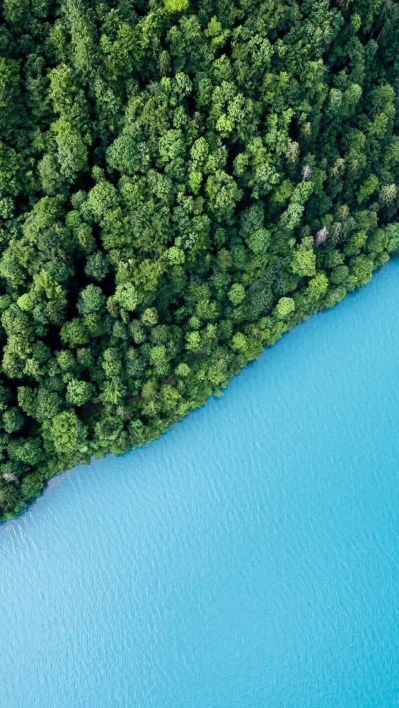 Green Forest Background