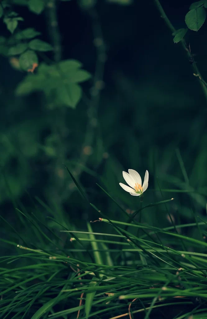 Teal Flower Background