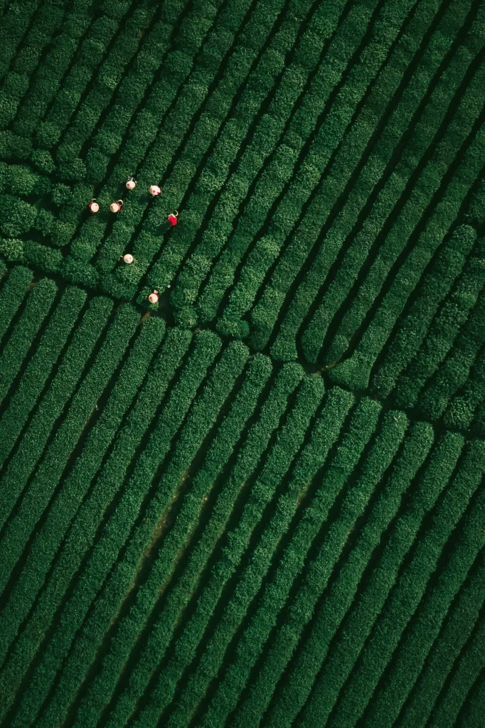 Green Subtle Nature Background