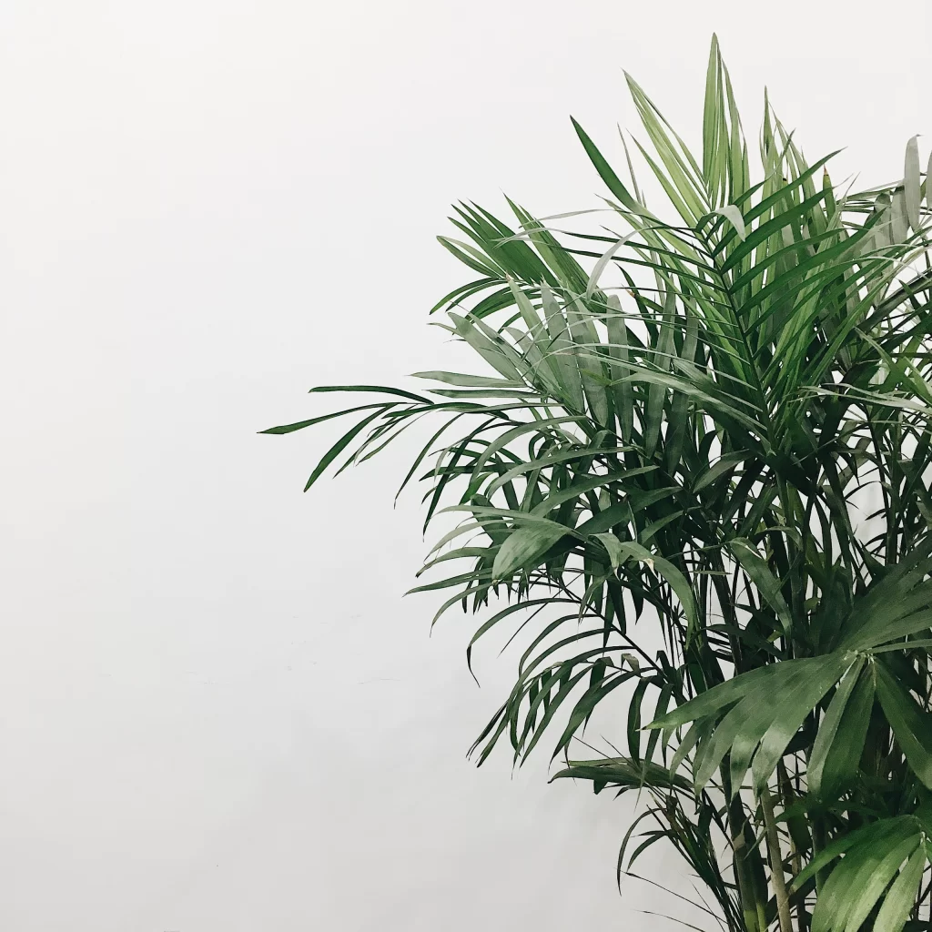 White Leaf Background