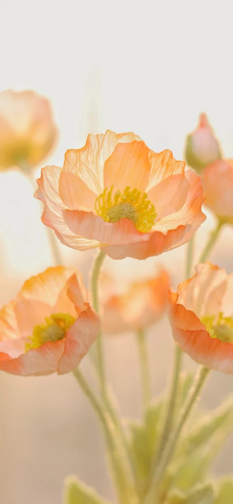 Orange Petal Background