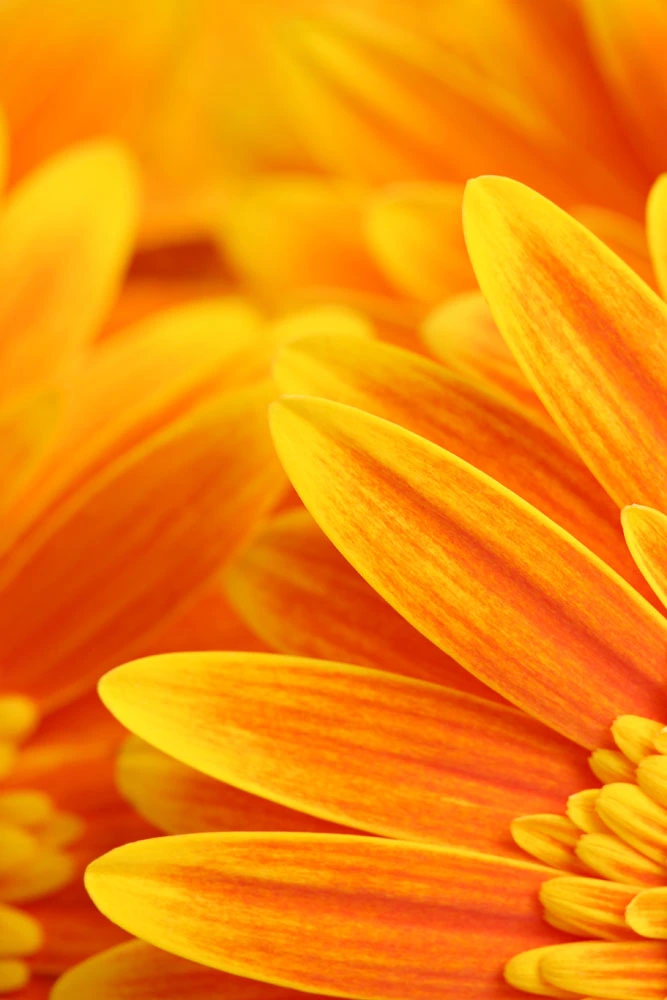 Orange Petal Nature Background