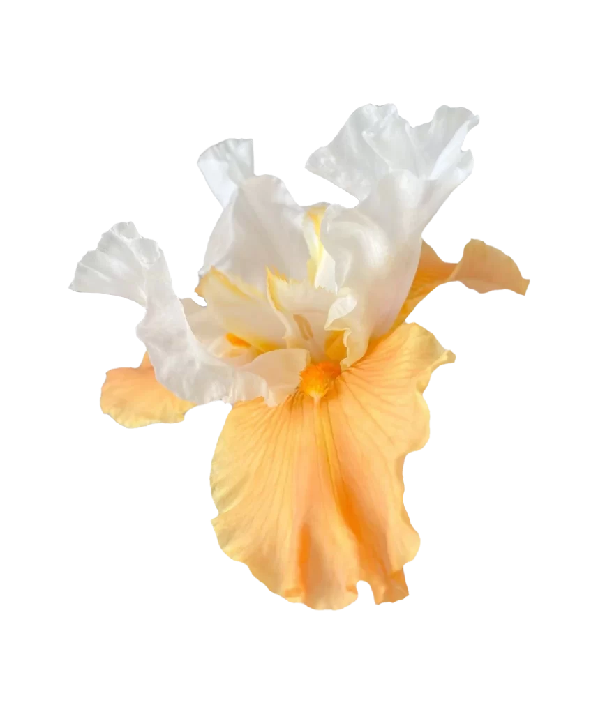 Orange Subtle Nature Background