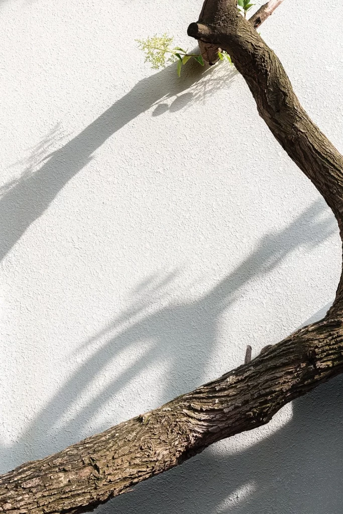 Twisted Tree Branch Green Leaves White Wall