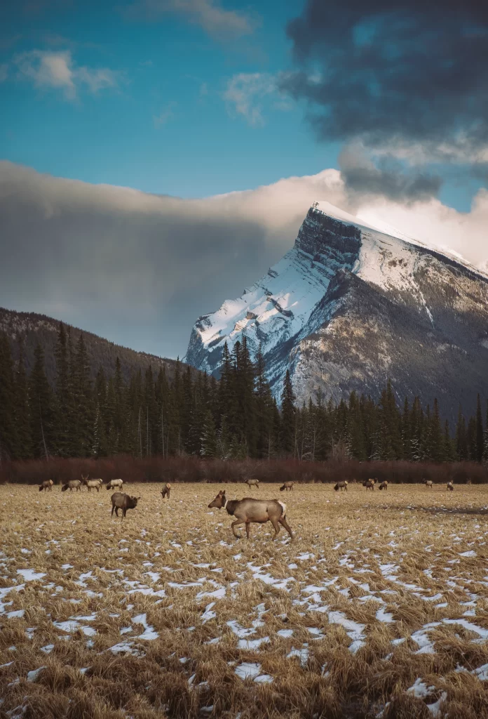 Brown Mountain Nature Background