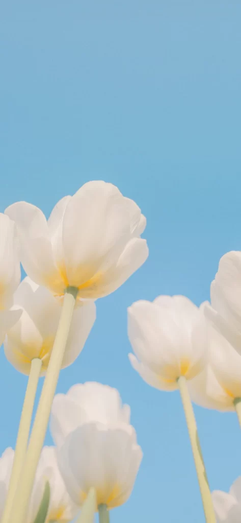 Blue Petal Background