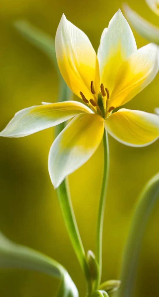 Yellow Flower Nature Background