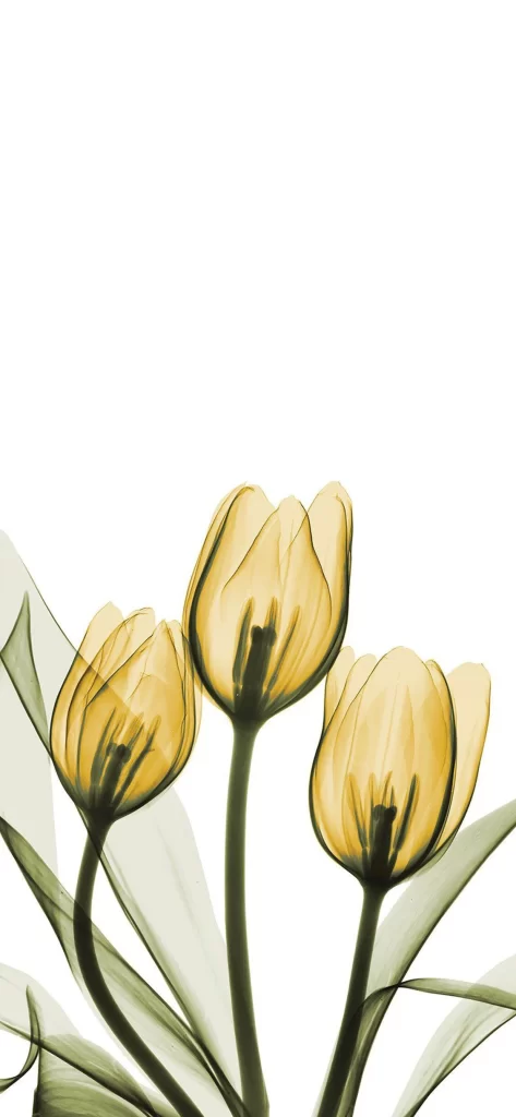 White Petal Background