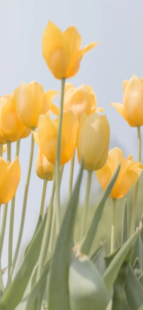 Yellow Minimal Nature Background