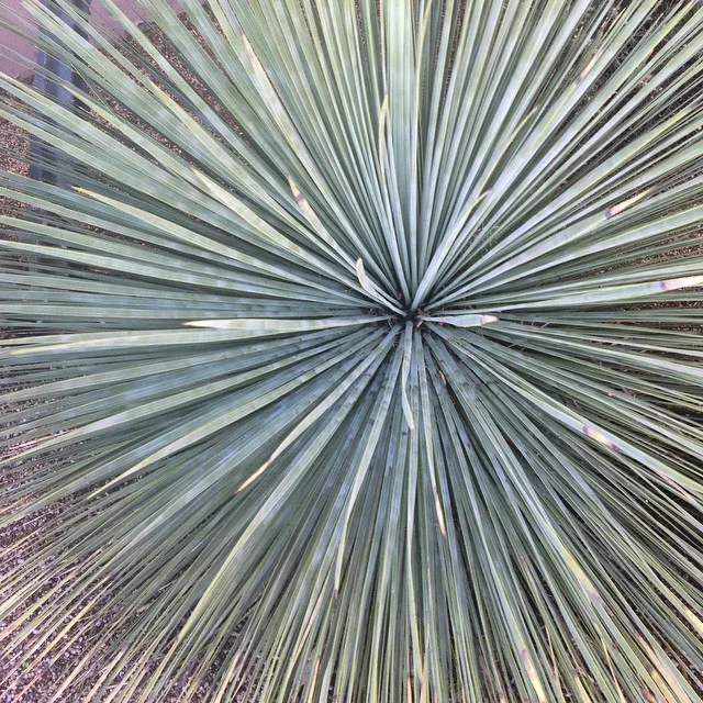 Nancy Wolff Green Gray Stripes Pattern