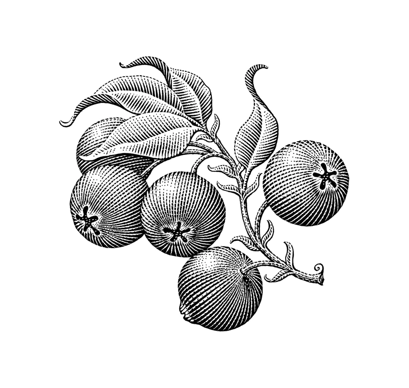 Citrus Engraving