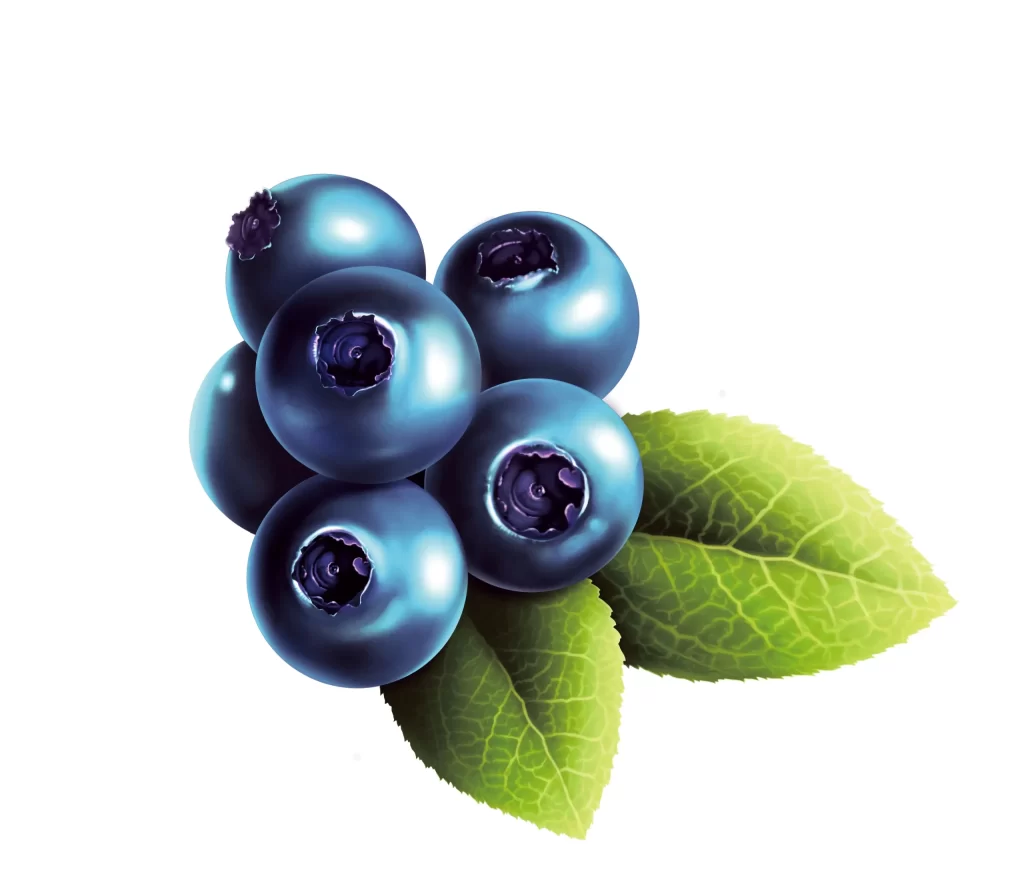 Fresh Blueberries Green Leaves