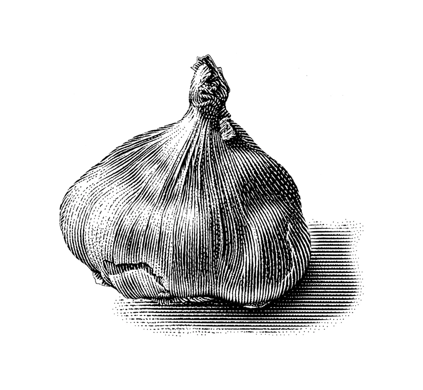Garlic Bulb Engraving