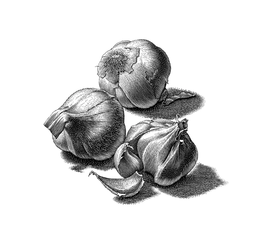 Garlic Cloves Engraving