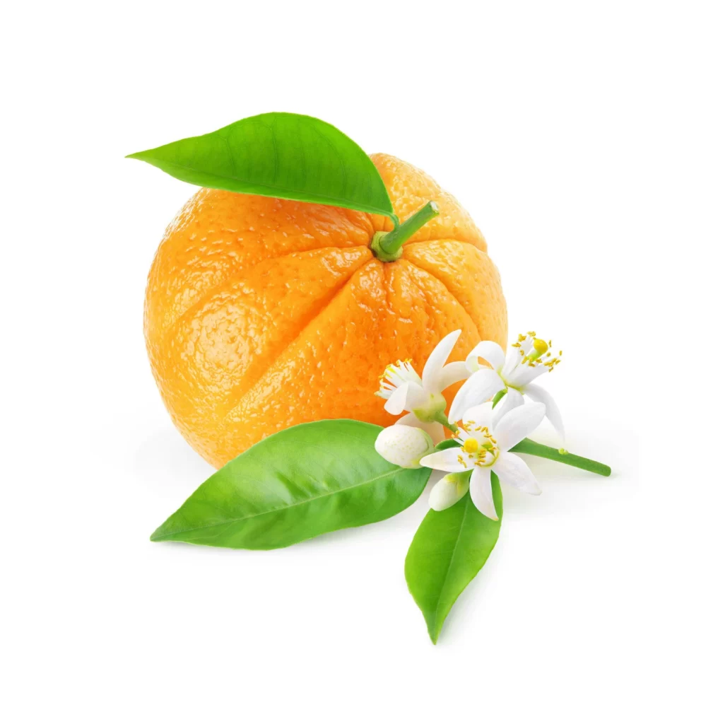 Orange With Blossoms and Leaves Still Life