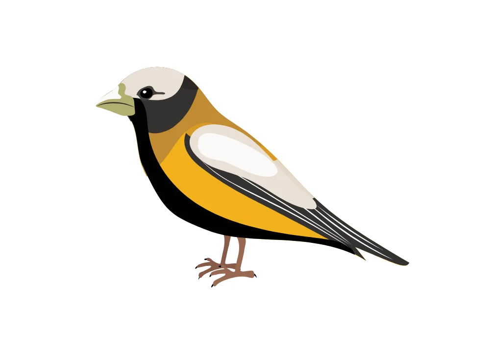 Perched Finch Bird Flat Illustration Vector