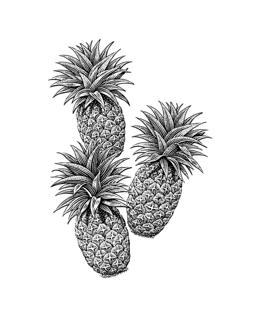 Pineapples Engraving