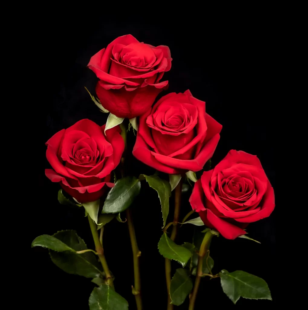 Red Roses Still Life