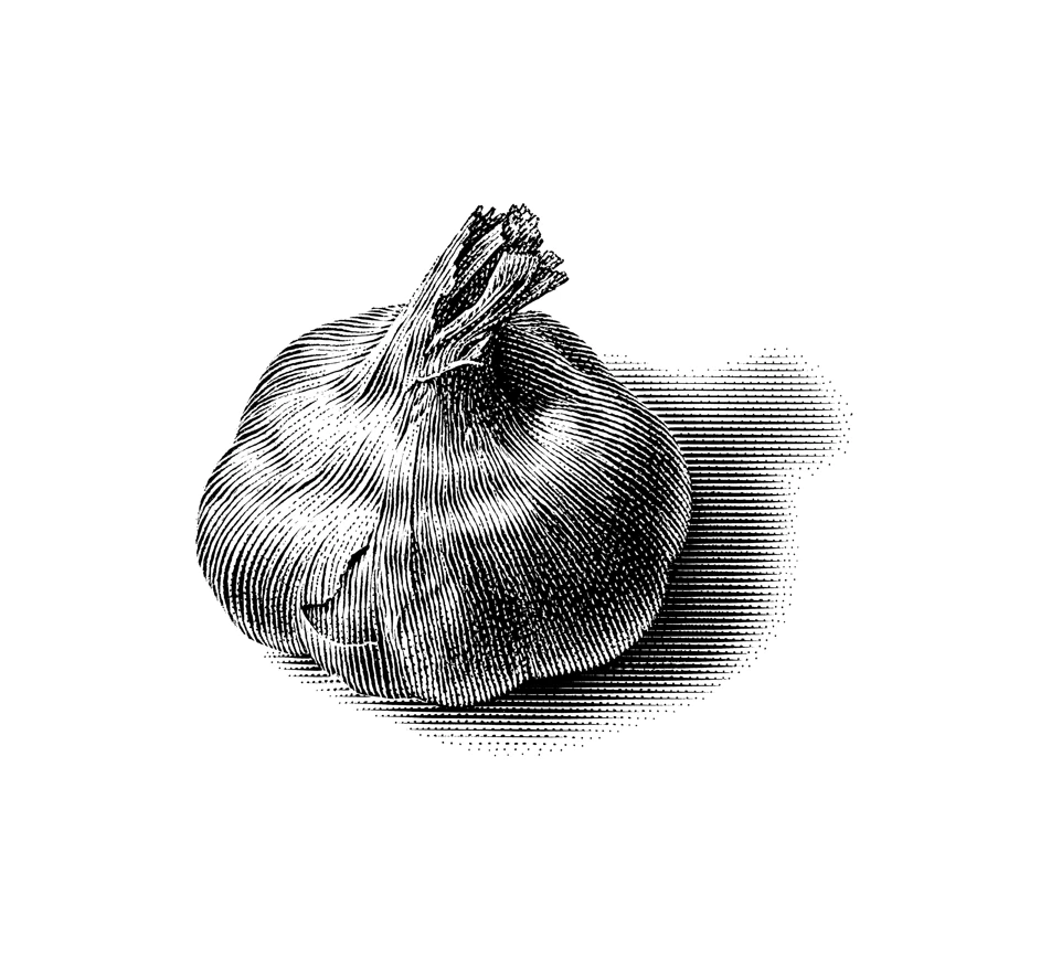Round Garlic Bulb Engraving